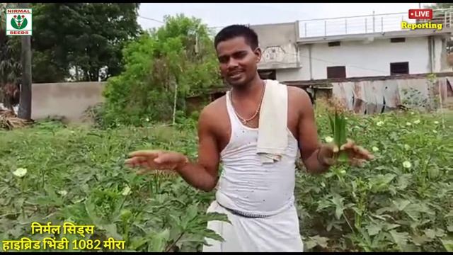 Nirmal Seeds Hybrid Bhindi 1082 Meera, f1 bhindi variety, इस bhindi ki kheti से किसान हुआ खुश देखिए смотреть онлайн