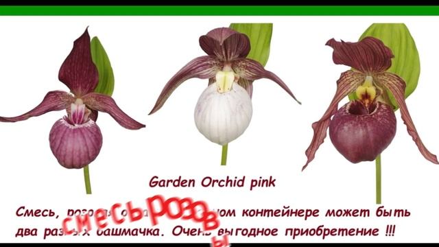Циприпедиумы или садовые орхидеи. Приход 2025 . Заказ в группе ВКонтакте «Пионы под Питером" смотреть онлайн