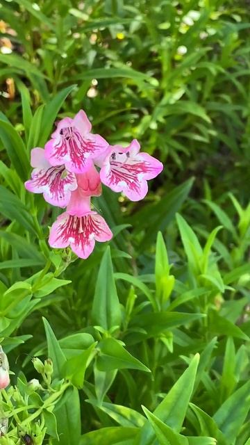 Sunny day with Penstemon 'Hidcote Pink" & Romantic Guitar ♪ смотреть онлайн