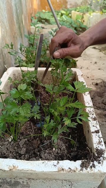 pemupukan seledri dalam barang bekas#shorst #berkebun смотреть онлайн