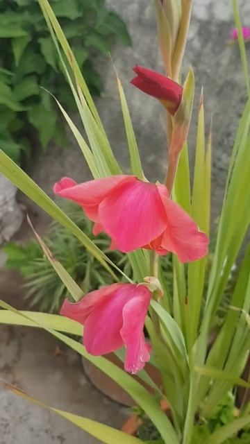 smart tip for gladiolus flowering смотреть онлайн