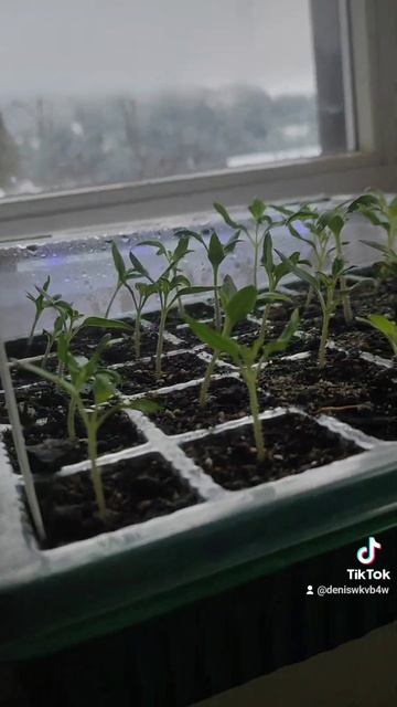 Пикировка салатного перца и помидор Микада смотреть онлайн