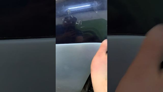 Растения в стиле голландского сада