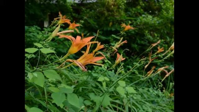 Daylily Time-lapse смотреть онлайн