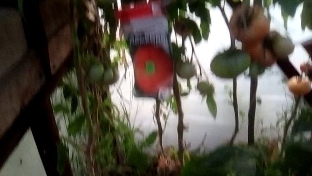 Та самая тепличка 21.08.2019г смотреть онлайн