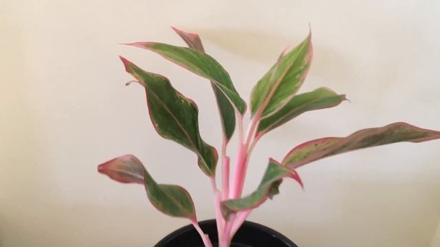 Chinese Evergreen Houseplant | Anglaonema House Plants | Houseplant Tour/Update смотреть онлайн