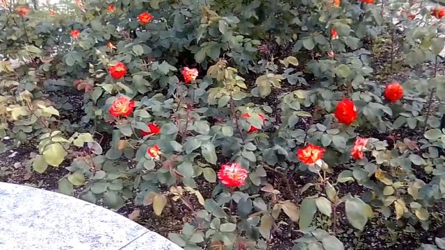 Розовый Рай. Ботанический Сад 🌹🥀💐 из Роз. Розарий недалеко от Парижа/La Roseraie 🌹💐 Du Val-de-Marne