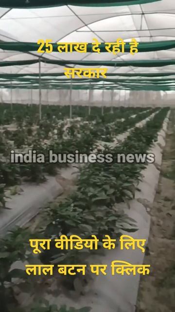 25 लाख दे रही है सरकार l shimla mirch l शिमला मिर्च की खेती आज ही शुरू करें l India Business News смотреть онлайн