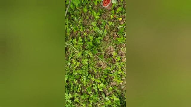 Первый ягодный поход в этом году. смотреть онлайн