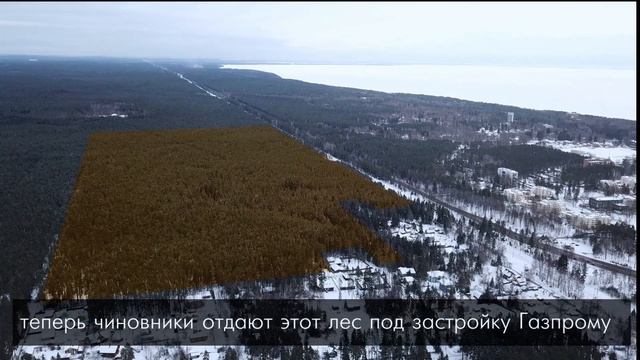 Спасти Зеленогорский лес смотреть онлайн