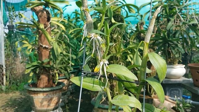 Anosmum Alba . 25.05.2018 . Lh : 0908.846.804 смотреть онлайн