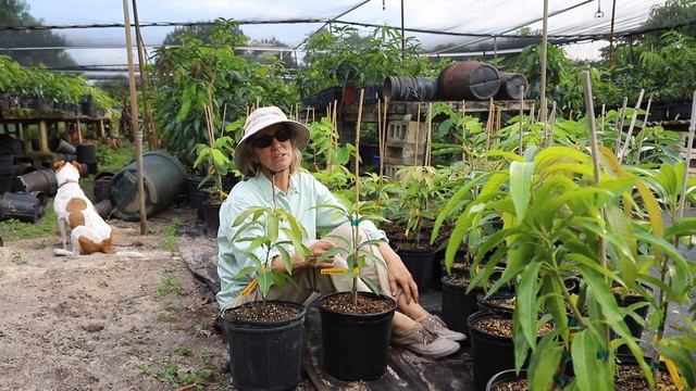 Plant of the Week | 'Super Alphonso' Mango смотреть онлайн