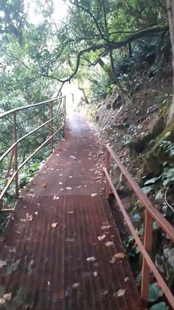 Тисо-самшитовая роща. Хоста. смотреть онлайн