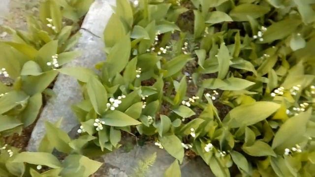 Ландыши смотреть онлайн