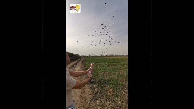 Пневмохлопушка FM ZRL30 30см бумажные рубли смотреть онлайн