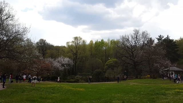 Влог / Японский сад в Москве / Цветение сакуры смотреть онлайн