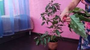 Формирую крону дерева гибискуса 🌺 Или как подстричь китайскую розу правильно 🌹 #растения #цветы