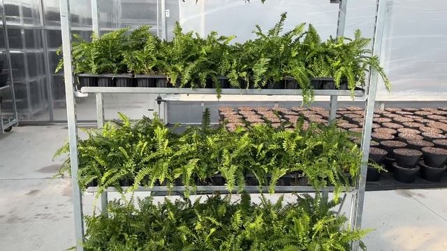 The Planting Process and More Behind the Scenes смотреть онлайн