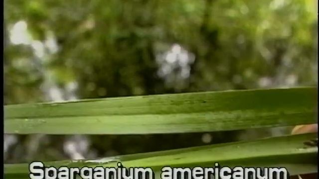 How to identify Bur reed Sparganium americanum смотреть онлайн