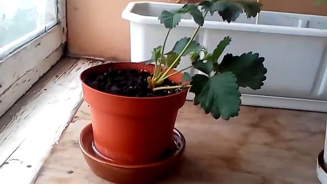 ПОМИДОРЫ ОГУРЦЫ ПЕРЕЦ ФАСОЛЬ И КЛУБНИКА Ч.2 смотреть онлайн