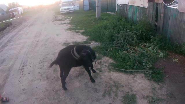 Козочка Катя смотреть онлайн