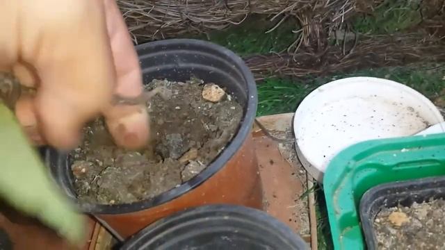 Kif tieħu mill-Hoya (Hoya cuttings) смотреть онлайн