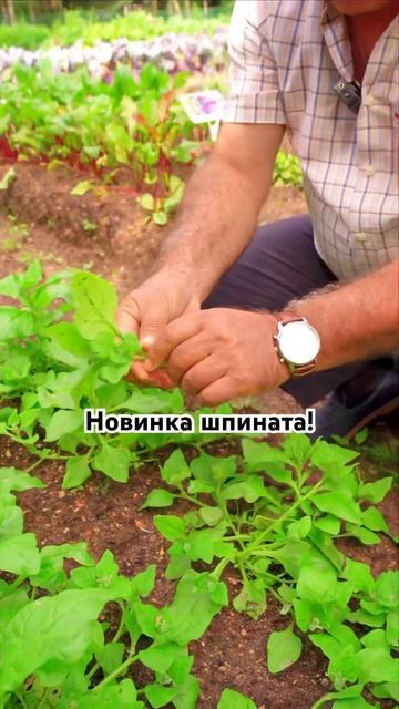 3 августа 2023 г. смотреть онлайн