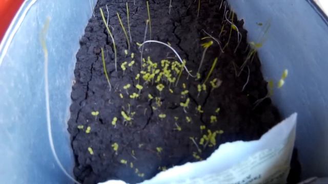 Семена дали всходы!