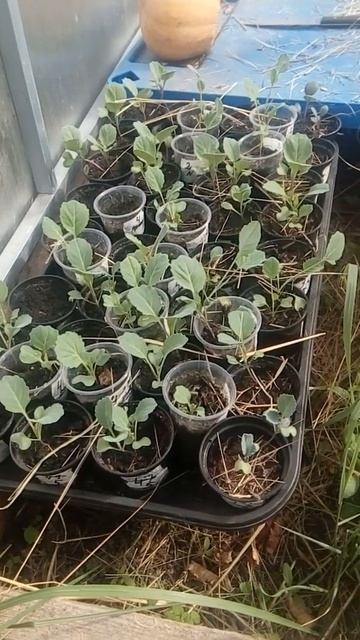 Рассада капусты в теплице смотреть онлайн