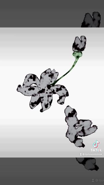 水彩画 黑牡丹 (WATERCOLOR BLACK PEONIES)@TRUELILIJOHNSON #shorts смотреть онлайн
