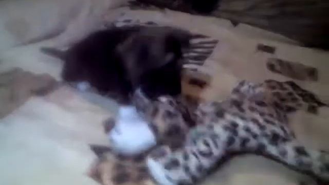 Чернушка знакомится с игрушкой смотреть онлайн