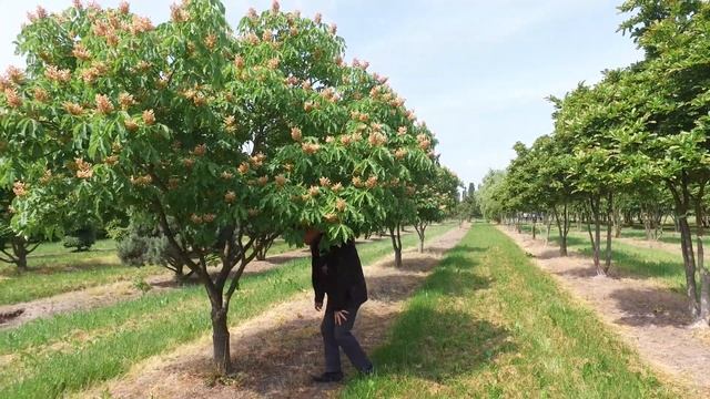 Aesculus ×mutabilis 'Induta' - Van den Berk over Bomen смотреть онлайн