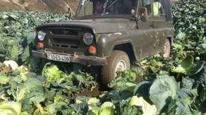 УАЗ застрял в поле Капуста