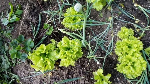VID 20190726 180653 смотреть онлайн