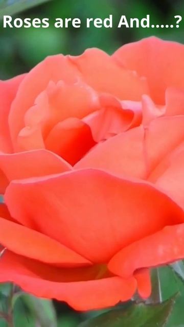 Roses are red And.....? "Blooming ♥Rose♥ Timelapse" #Shorts #Flowers #Rose #Beautiful #Nature смотреть онлайн