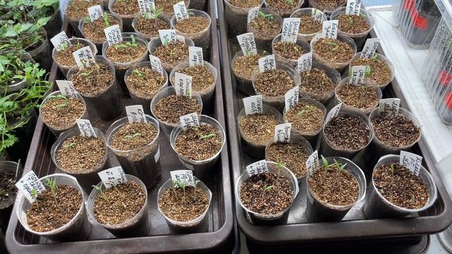 Всходы Томатных гномов, эксперимент! смотреть онлайн