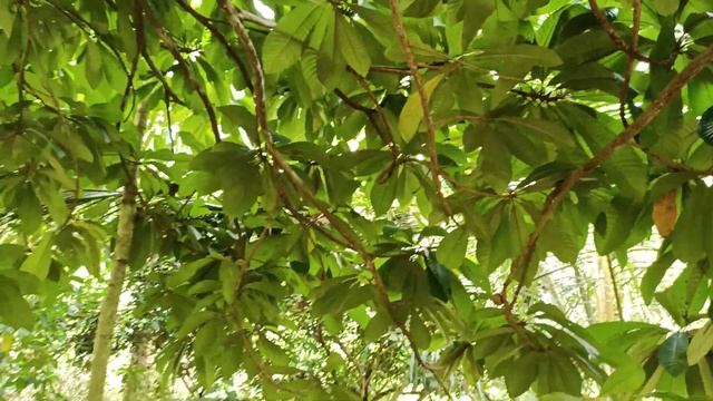 (Sapota) | Mamey sapote Tree | Cultivation in Karnataka смотреть онлайн