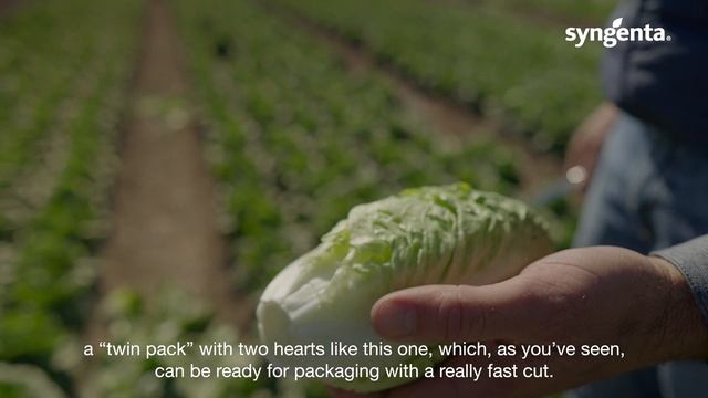 Introducing Mini Romana "LRMN19-1967" - Syngenta Salads Demo Days 2021 смотреть онлайн