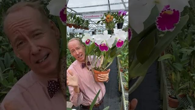 Big, Bold Semi-Alba Cattleya Hybrids смотреть онлайн