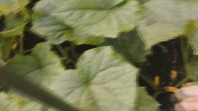 Нв зиму УКРОП ПЕТРУШКА смотреть онлайн