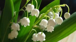 🌼 Познавательная сказка «Ландыш»