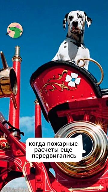 18 февраля – день далматина!