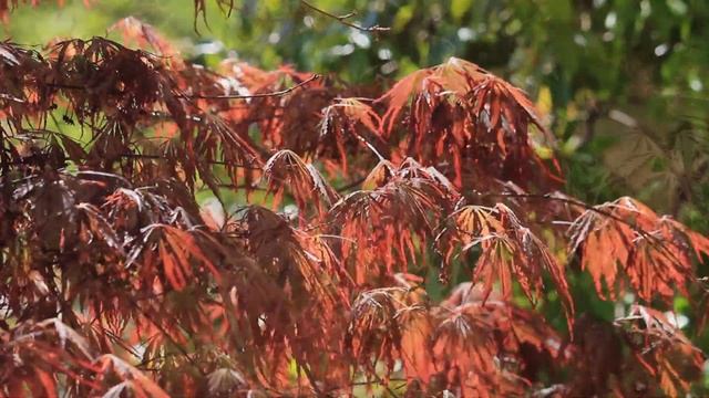 Arbres et arbustes à feuillage pourpre pour grands et petits jardins смотреть онлайн