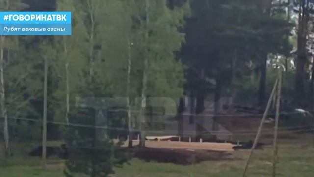 Рубят вековые сосны смотреть онлайн