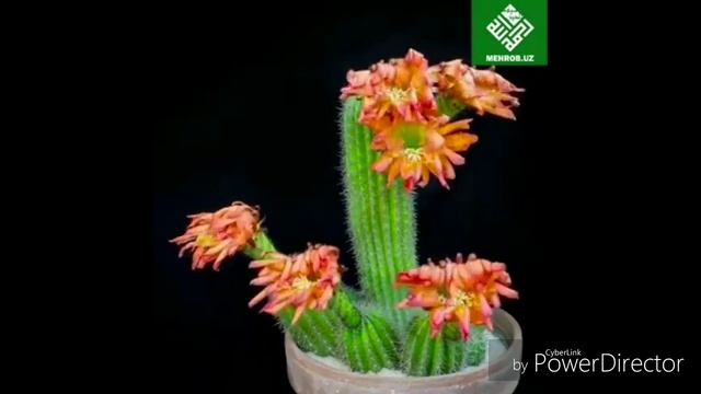 ГУЛАР МАША АЛЛОХ 👍👍 смотреть онлайн
