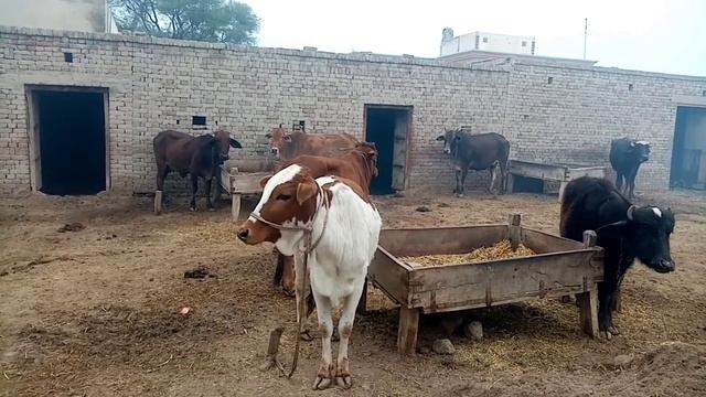 Method of using lime in Animal | chuna | Milk increasing Formula смотреть онлайн