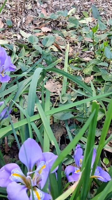 Ялта 💖💖💖 Цветы 🌸 смотреть онлайн