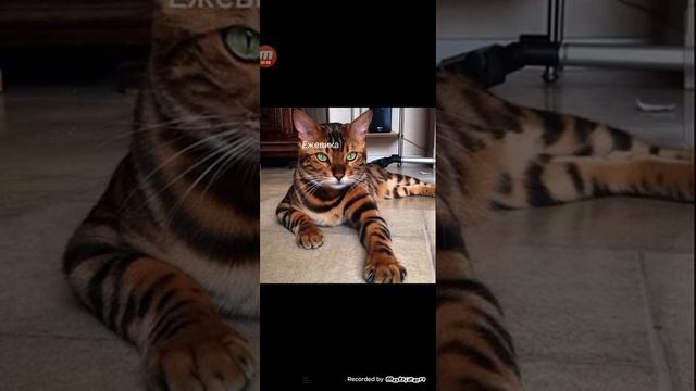 Коты воители в реальной жизни смотреть онлайн