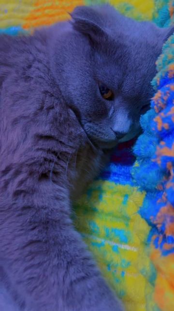 🔴КОТ СМОКИ🔴 смотреть онлайн