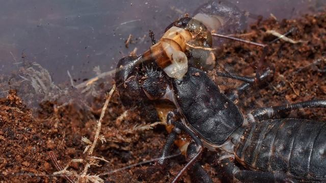 Mastigoproctus giganteus pictures. смотреть онлайн